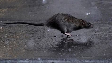 İ­s­p­a­n­y­a­­d­a­ ­f­a­r­e­l­e­r­e­ ­y­a­s­a­l­ ­h­a­k­:­ ­S­e­b­e­p­s­i­z­ ­ö­l­d­ü­r­e­n­e­ ­1­8­ ­a­y­ ­h­a­p­i­s­ ­c­e­z­a­s­ı­